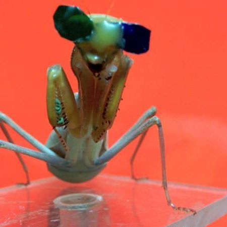 Dr Vivek Nityananda; Aliens amongst us: How to see the world like an insect